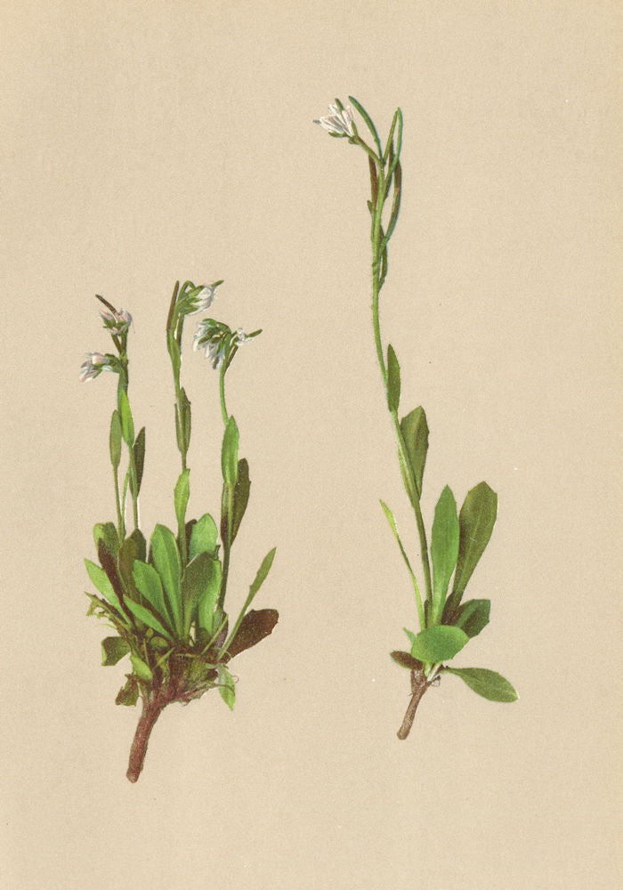 ALPENFLORA ALPINE FLOWERS. Arabis coerulea (All. ) Hänke-Blaue Gänsekresse 1897